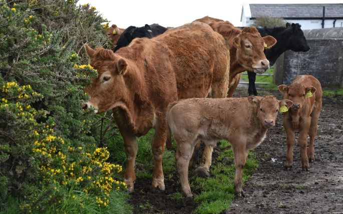 Ruminant Beslenmesinde Doğru Takviyeler